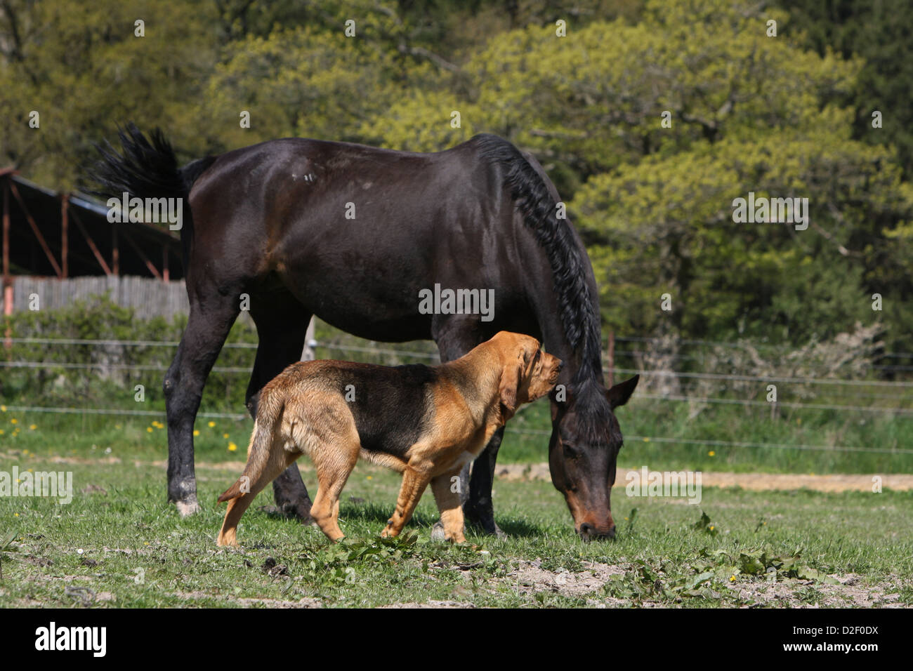 Bloodhound chien / chien de Saint-Hubert des profils avec un cheval Banque D'Images