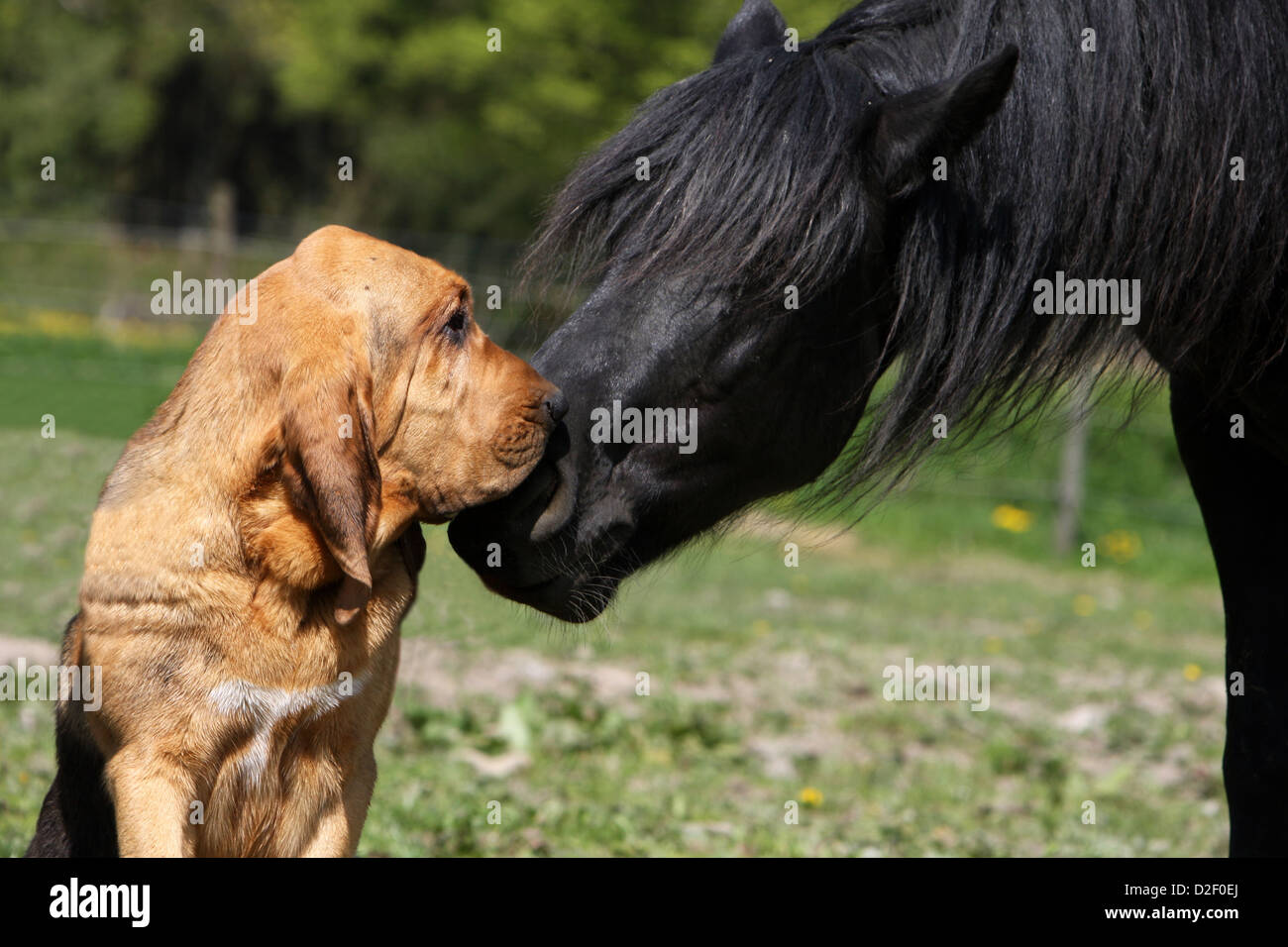 Bloodhound chien / chien de Saint-Hubert des profils avec un cheval Banque D'Images