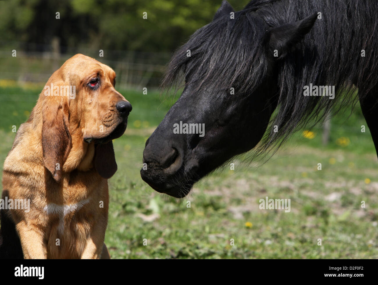 Bloodhound chien / chien de Saint-Hubert des profils avec un cheval Banque D'Images