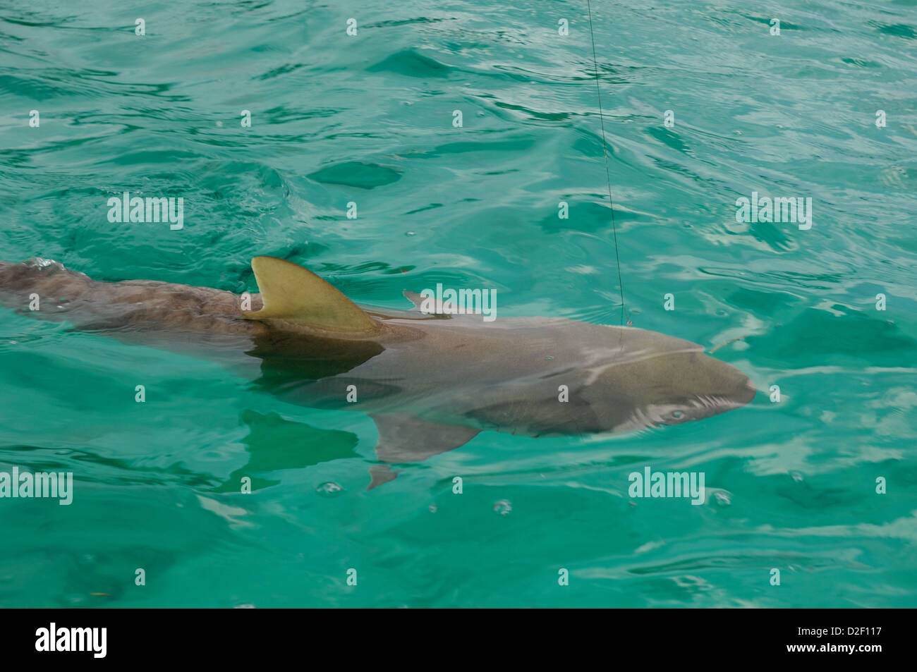 Le requin citron (Negaprion brevirostris) à Ragged Island Bahamas Banque D'Images