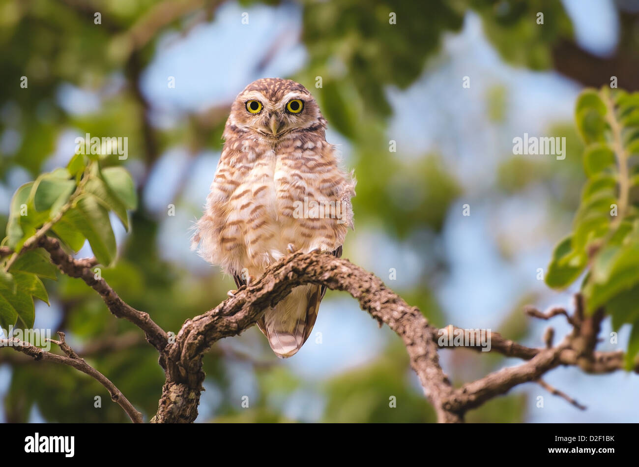 Owl sur le dessus d'une branche d'arbre à la recherche chez le photographe. Banque D'Images