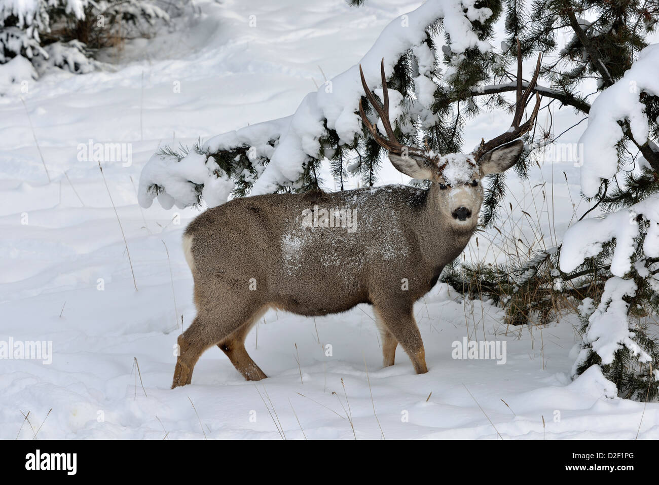 Une mule deer buck debout dans la neige profonde Banque D'Images