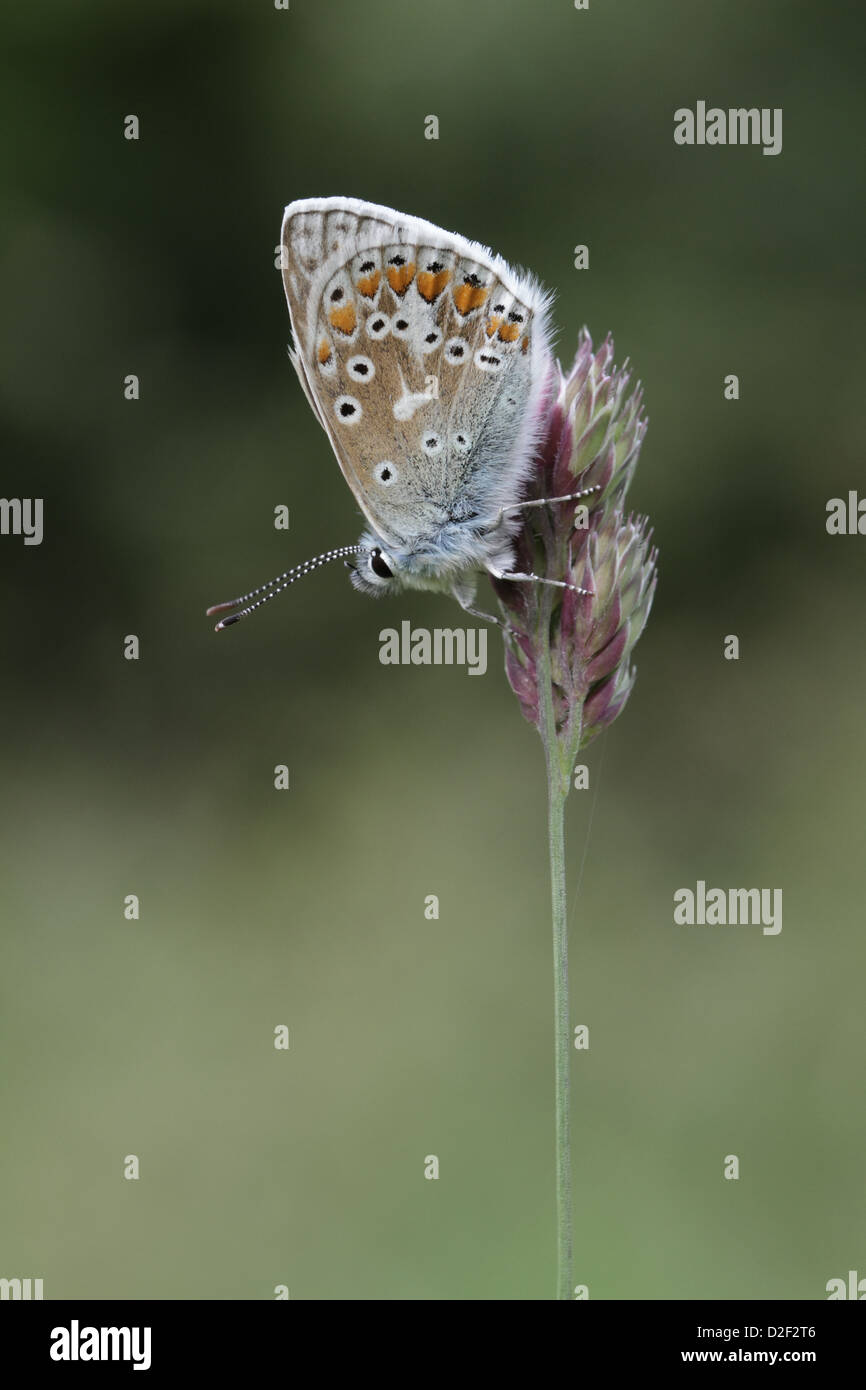 Papillon Bleu commun, polyommatus icarus reposant sur tige d'herbe Banque D'Images