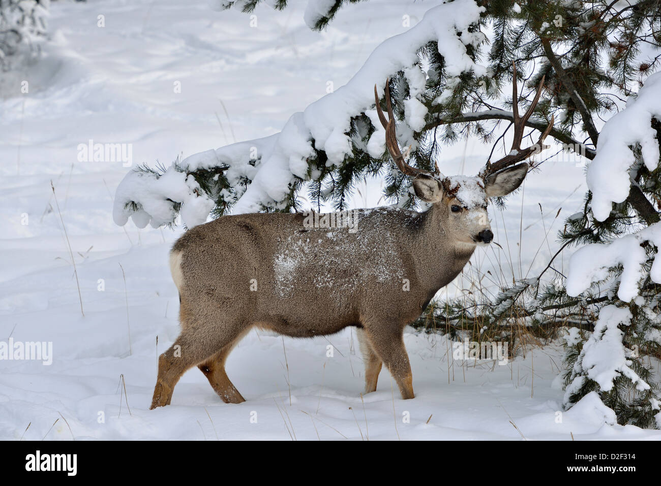 Une mule deer buck debout dans la neige profonde Banque D'Images