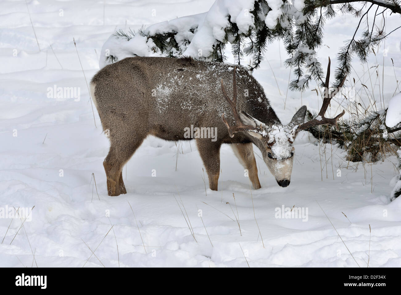 Une mule deer buck debout dans la neige profonde Banque D'Images