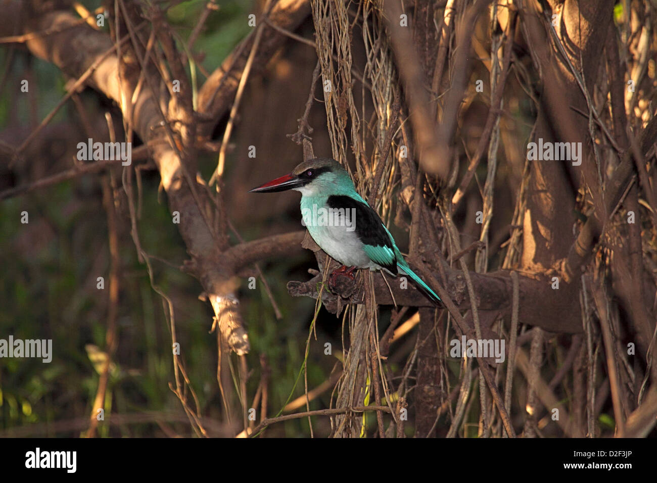 Blue breasted kingfisher perché sur un arbre en Gambie Banque D'Images
