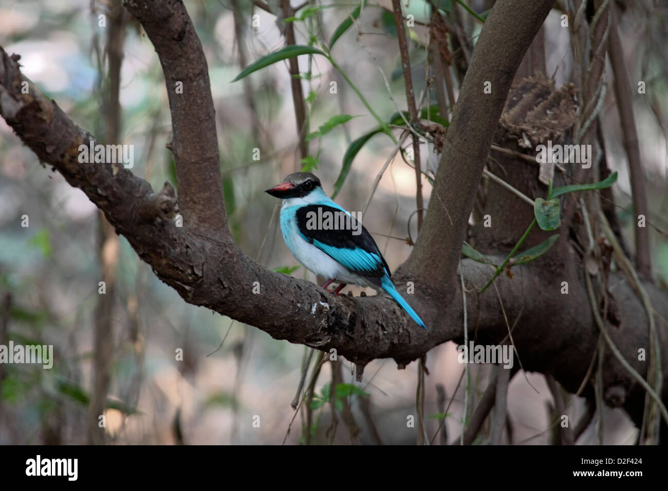 Blue breasted kingfisher perché sur un arbre en Gambie Banque D'Images