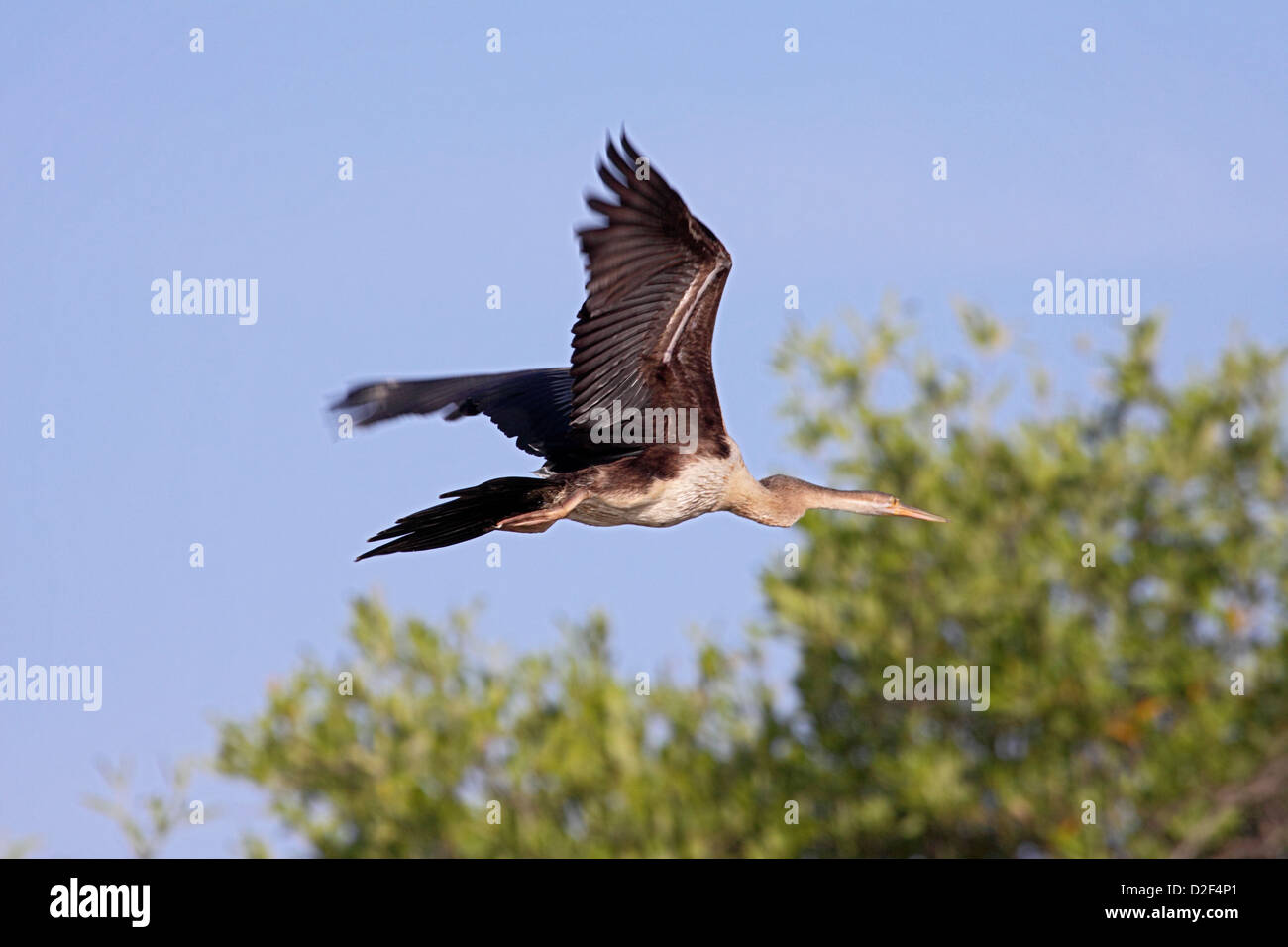 Le dard de l'Afrique en vol dans la Mangrove en Gambie Banque D'Images
