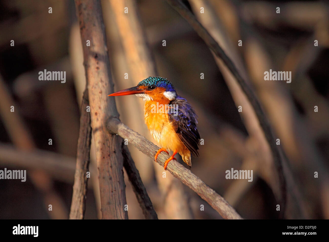 Martin-pêcheur huppé perché sur un arbre en Gambie Banque D'Images