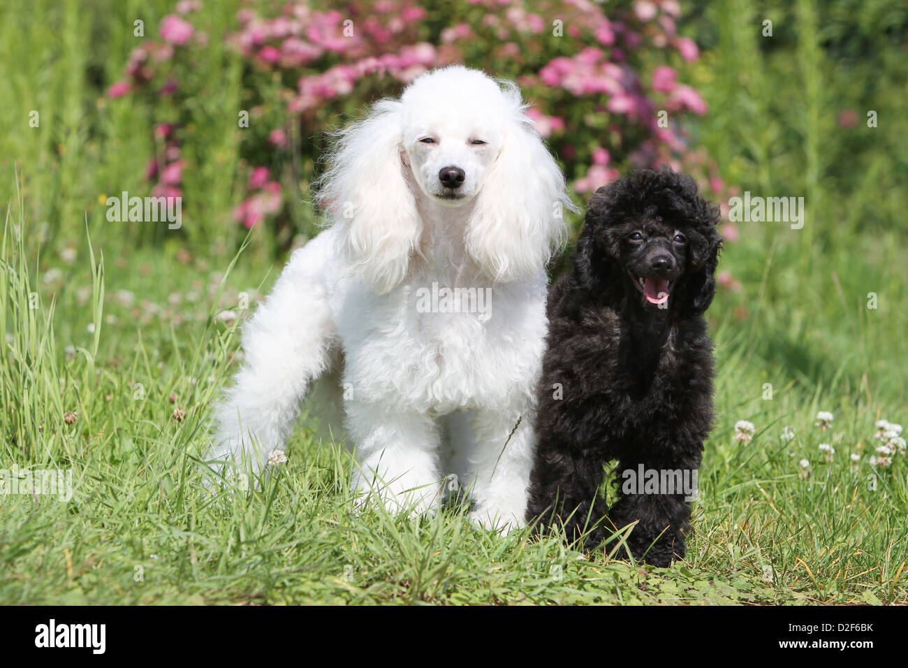 Caniche chien / Pudel caniche miniature / / , / Nain Nain adulte et chiot  différentes couleurs (blanc et noir) standin dans un pré Photo Stock - Alamy