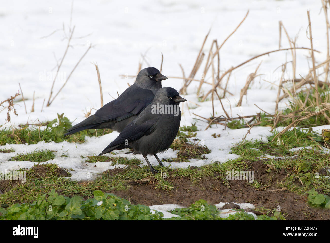 Corvus monedula choucas paire dans la neige Banque D'Images