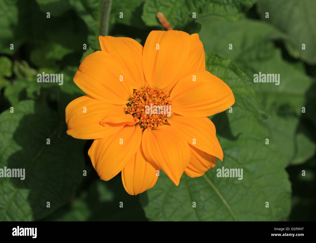 Tournesol mexicain, Clavel de Muerto, Mexican-Sunflower Red-Sunflower, Tithonia rotundifolia jaune, 'torche', de la famille des Astéracées. Le Mexique. Banque D'Images