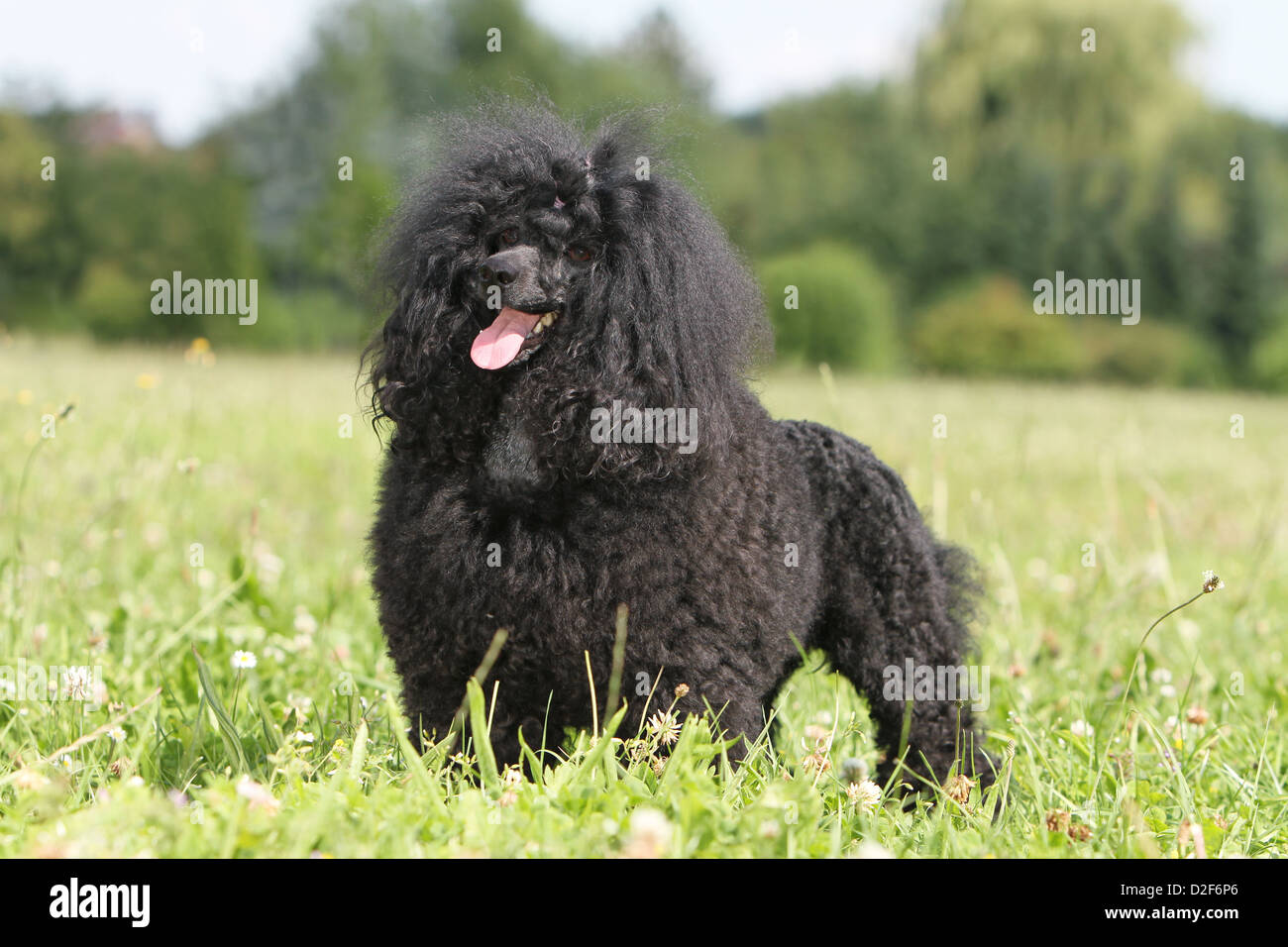 Caniche chien / Pudel caniche miniature / / , / Nain Nain adulte (noir) dans un pré Banque D'Images