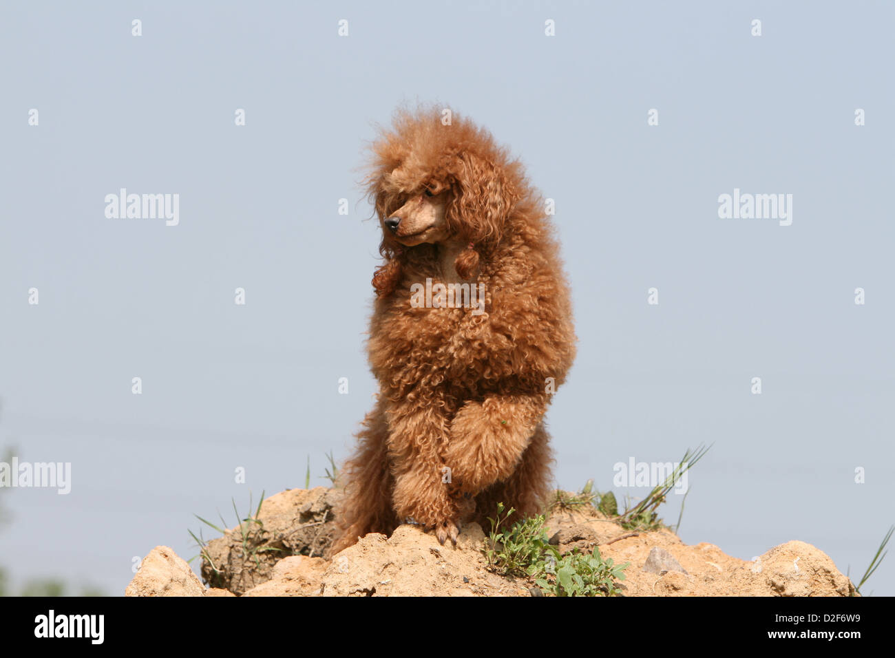 Caniche chien / Pudel caniche miniature / / , / Nain Nain rouge fauve (adultes) debout sur le terrain paw soulevées Banque D'Images