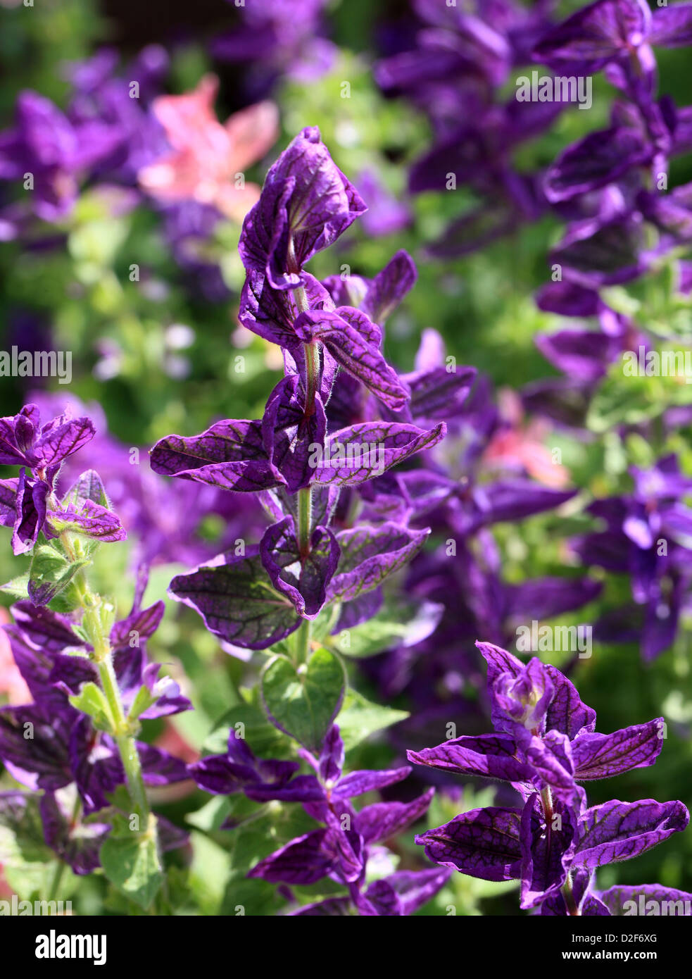 Clary annuel, Orval, Salvia viridis 'Marble Arch Blue', Lamiaceae. Méditerranée à la Crimée et en Iran. Banque D'Images