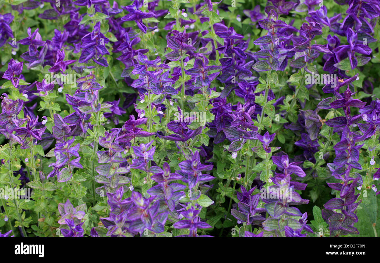 Clary annuel, Orval, Salvia viridis 'Marble Arch Blue', Lamiaceae. Méditerranée à la Crimée et en Iran. Banque D'Images