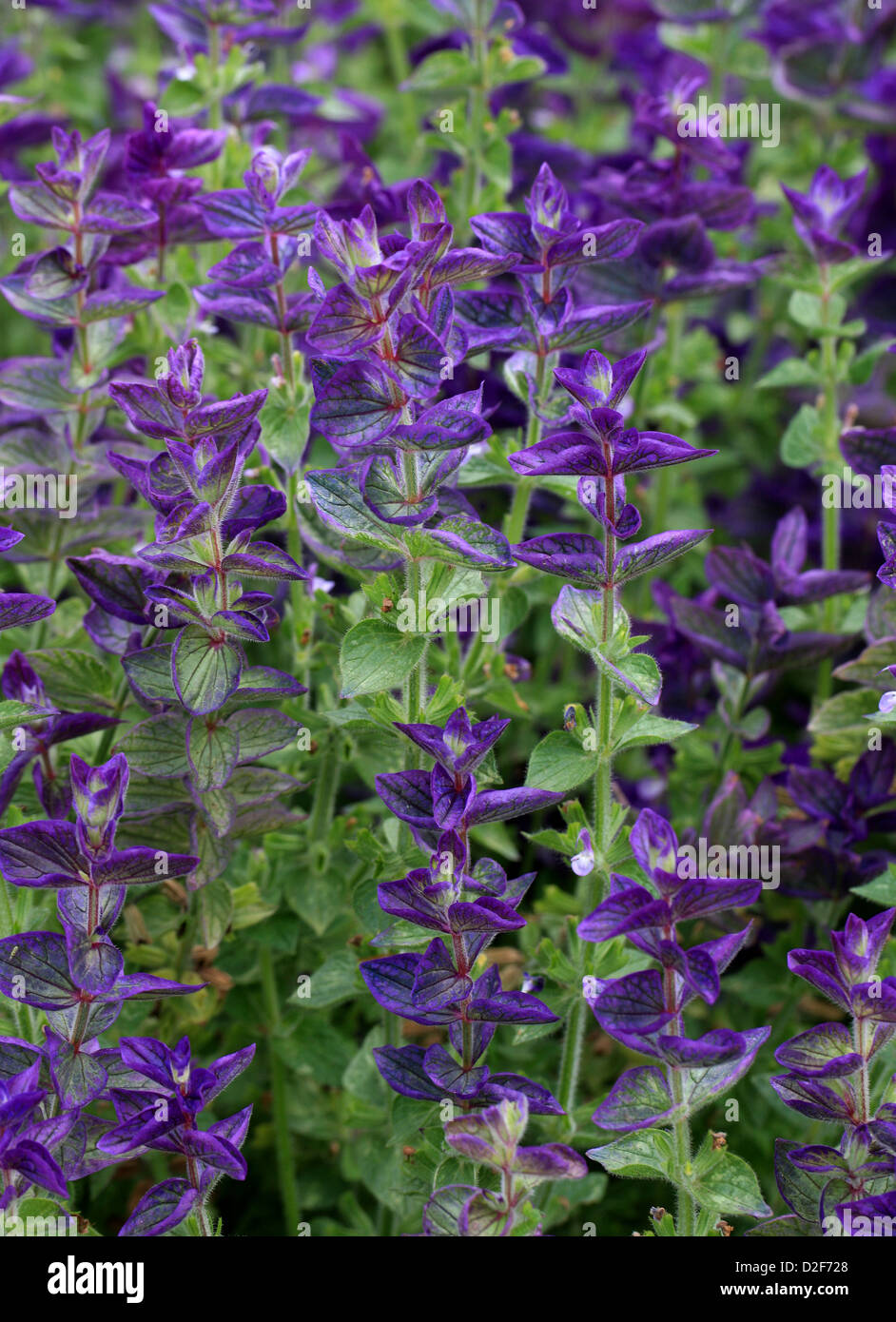 Clary annuel, Orval, Salvia viridis 'Marble Arch Blue', Lamiaceae. Méditerranée à la Crimée et en Iran. Banque D'Images