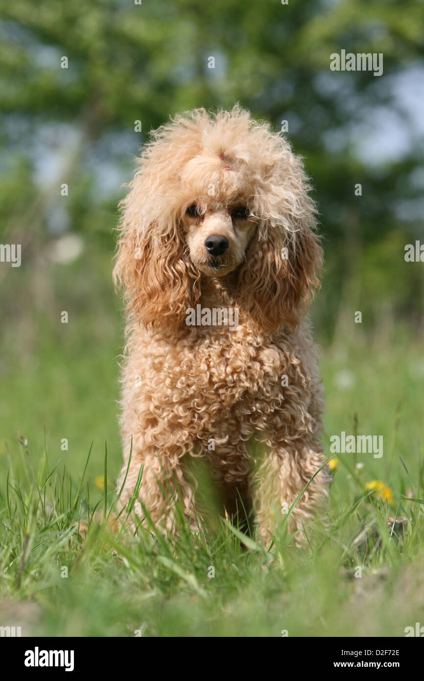 Caniche chien / Pudel caniche miniature / / , / Nain Nain (adultes) abricot  visage assis dans un pré Photo Stock - Alamy