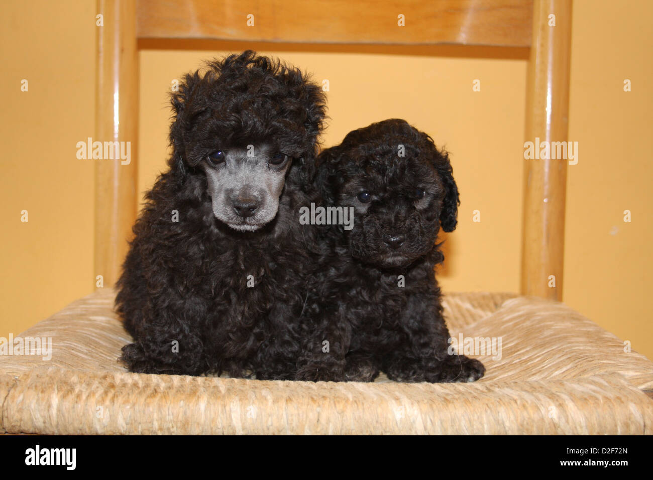 Pudel Caniche Chien Caniche Toy Deux Chiots Dâges