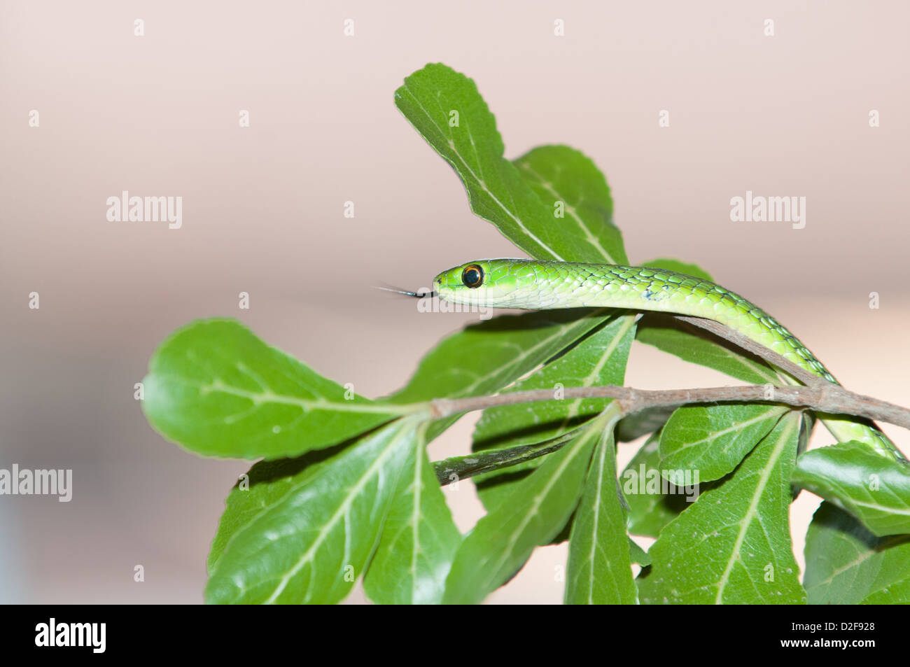 Battersby's green snake se déplaçant dans le feuillage, près du bord de la branche vu de son côté gauche avec la langue, il l'air d'échantillonnage Banque D'Images