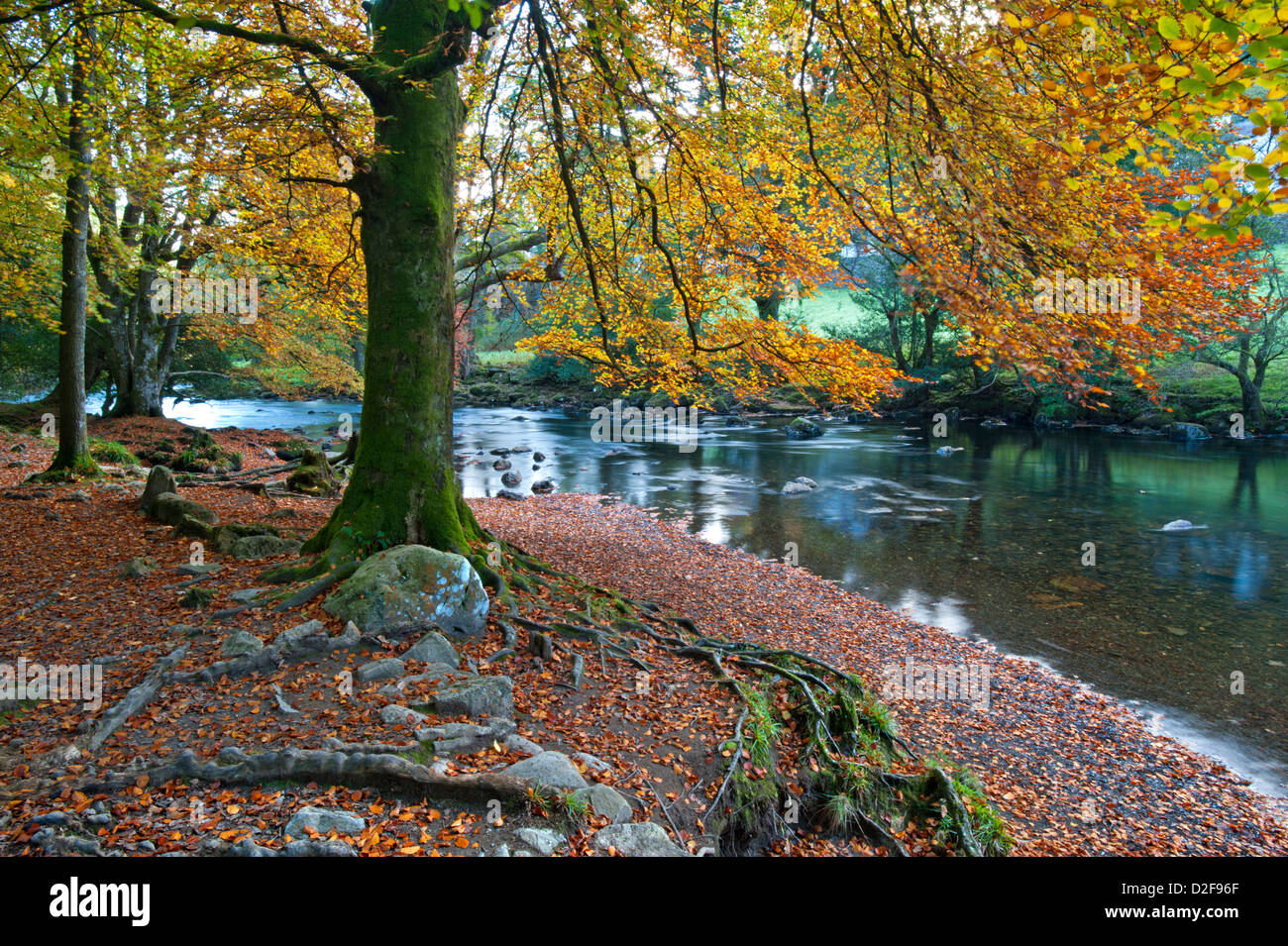 L'automne le long de l'Afon Llugwy, Betws-Y-coed, Arrondissement de Conwy, Parc National de Snowdonia, le Nord du Pays de Galles, Royaume-Uni Banque D'Images