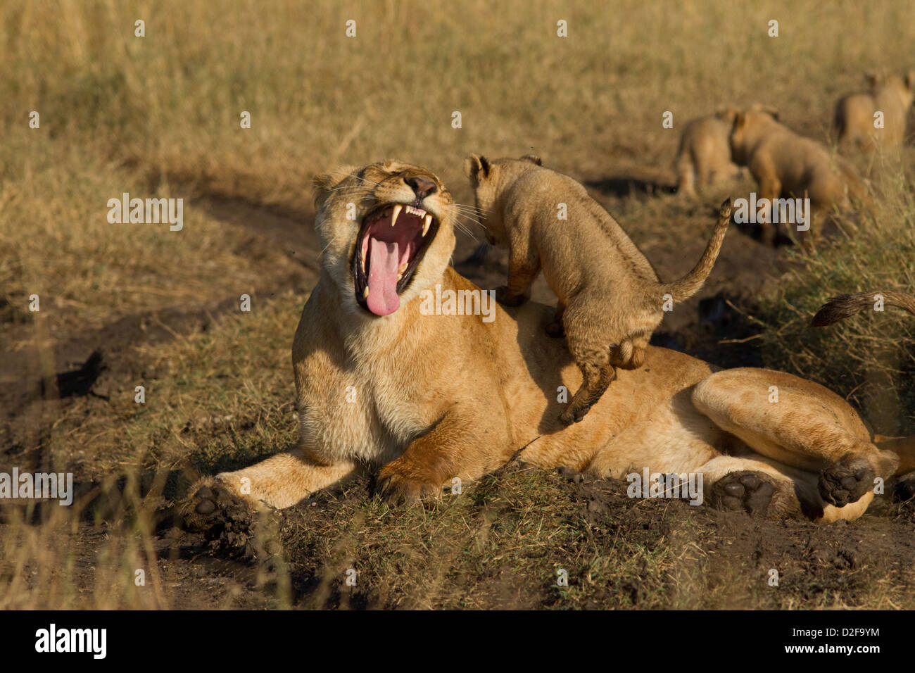 Lionne avec lacet cub de grimper sur elle, Masai Mara, Kenya, Afrique (panther leo) Banque D'Images