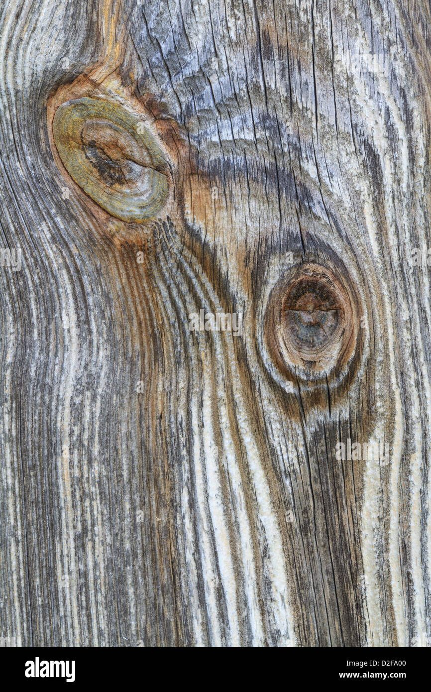 Closeup détail de planche en bois avec la direction générale de l'ancien nœud tronc Banque D'Images