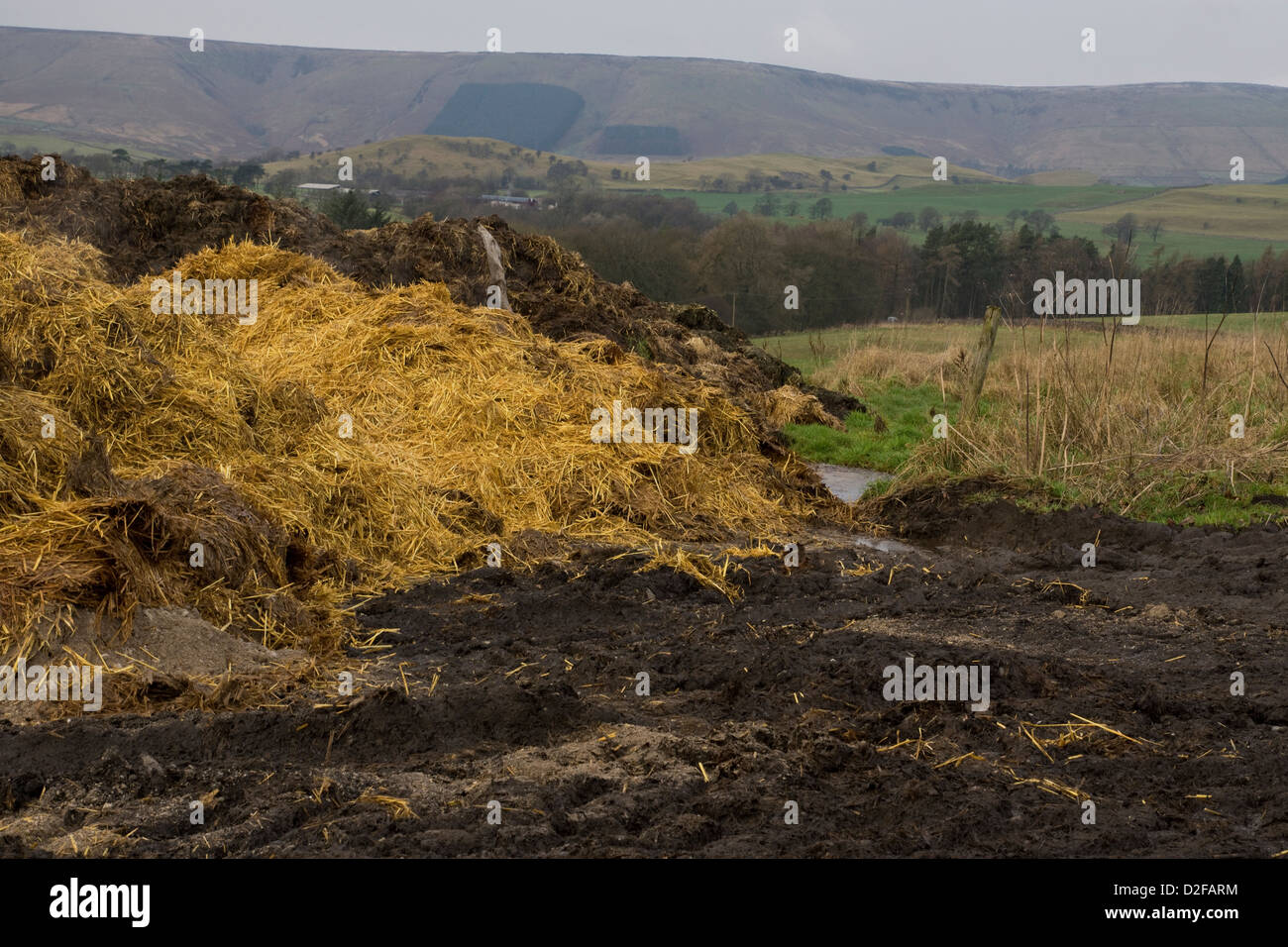 Fumier de vache dans la lande ferme. Banque D'Images