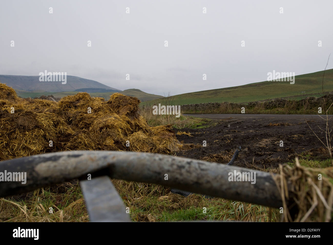 Fumier de vache dans la lande ferme. Banque D'Images