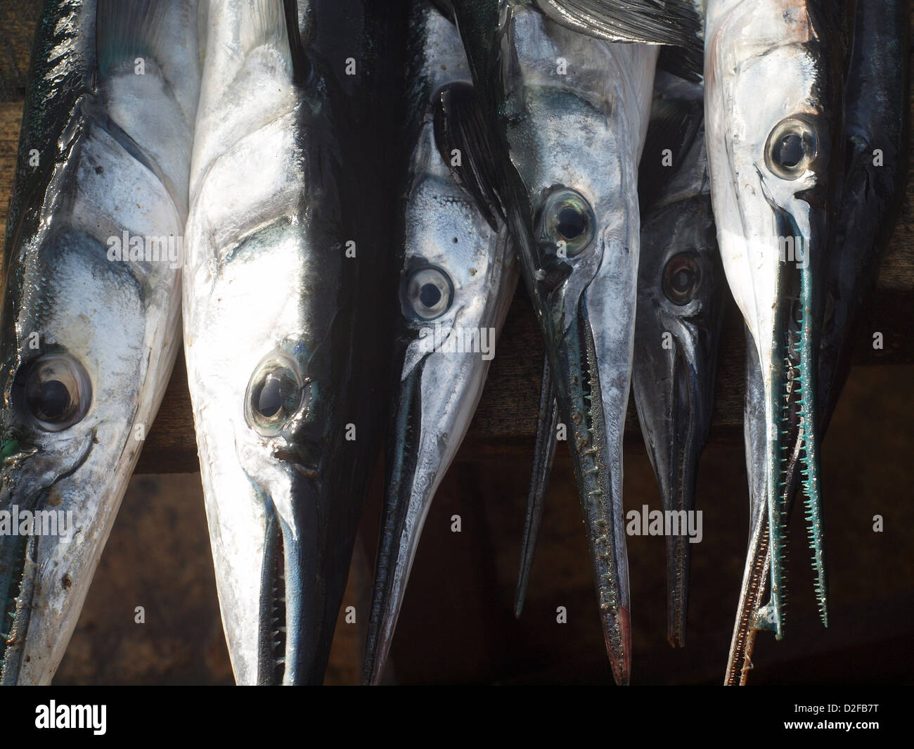 Orphie bec suspendus vers le bas avec yeux au marché aux poissons de Negombo Sri Lanka Banque D'Images