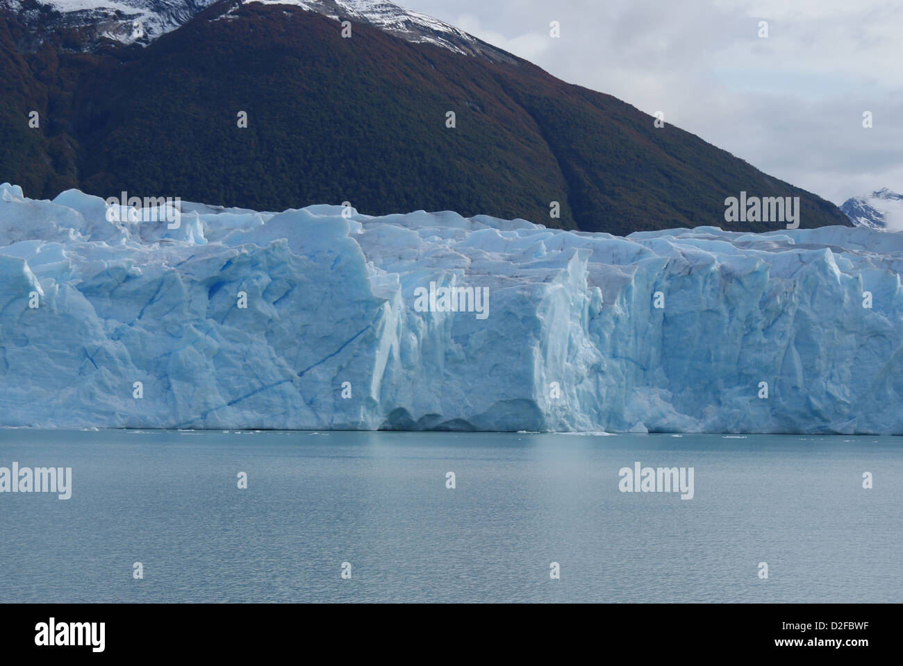 Calafate Banque D'Images