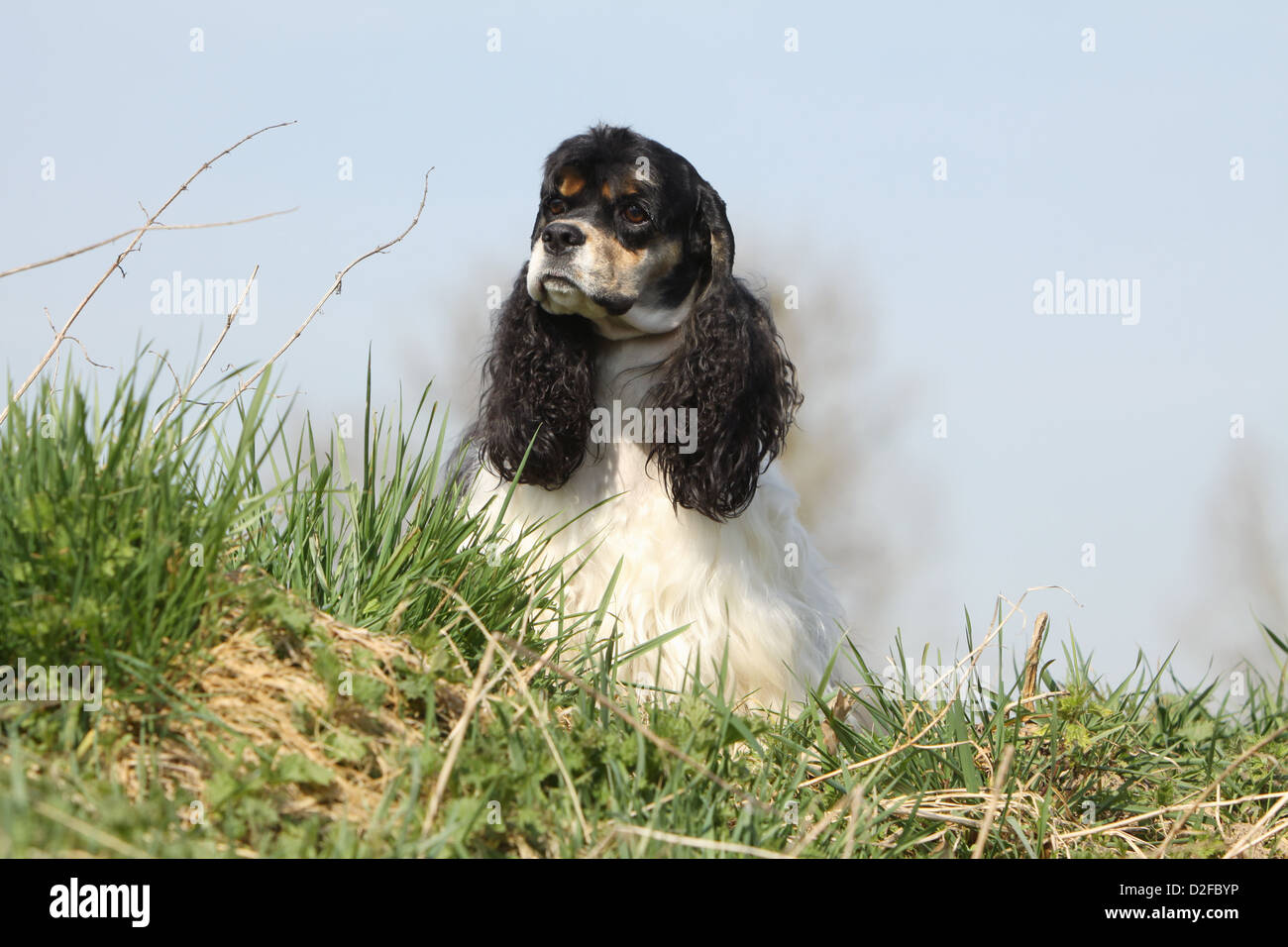 Chien Cocker Américain Tricolore Adulte Noir Blanc Et