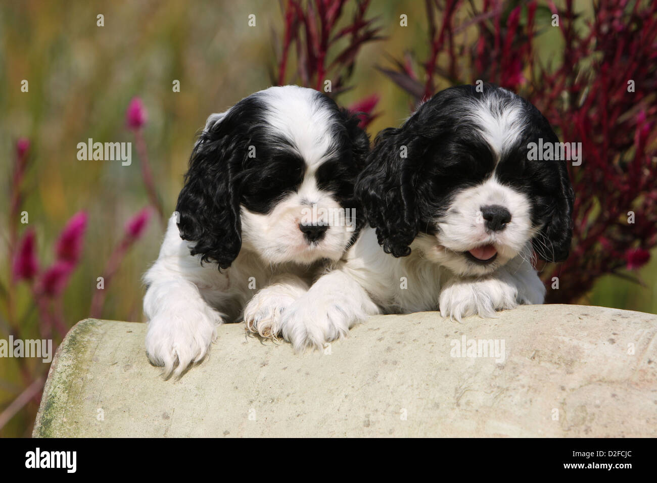 Chien Cocker Americain Deux Chiots Noir Et Blanc Qui Se Trouve Sur Un Rocher Photo Stock Alamy