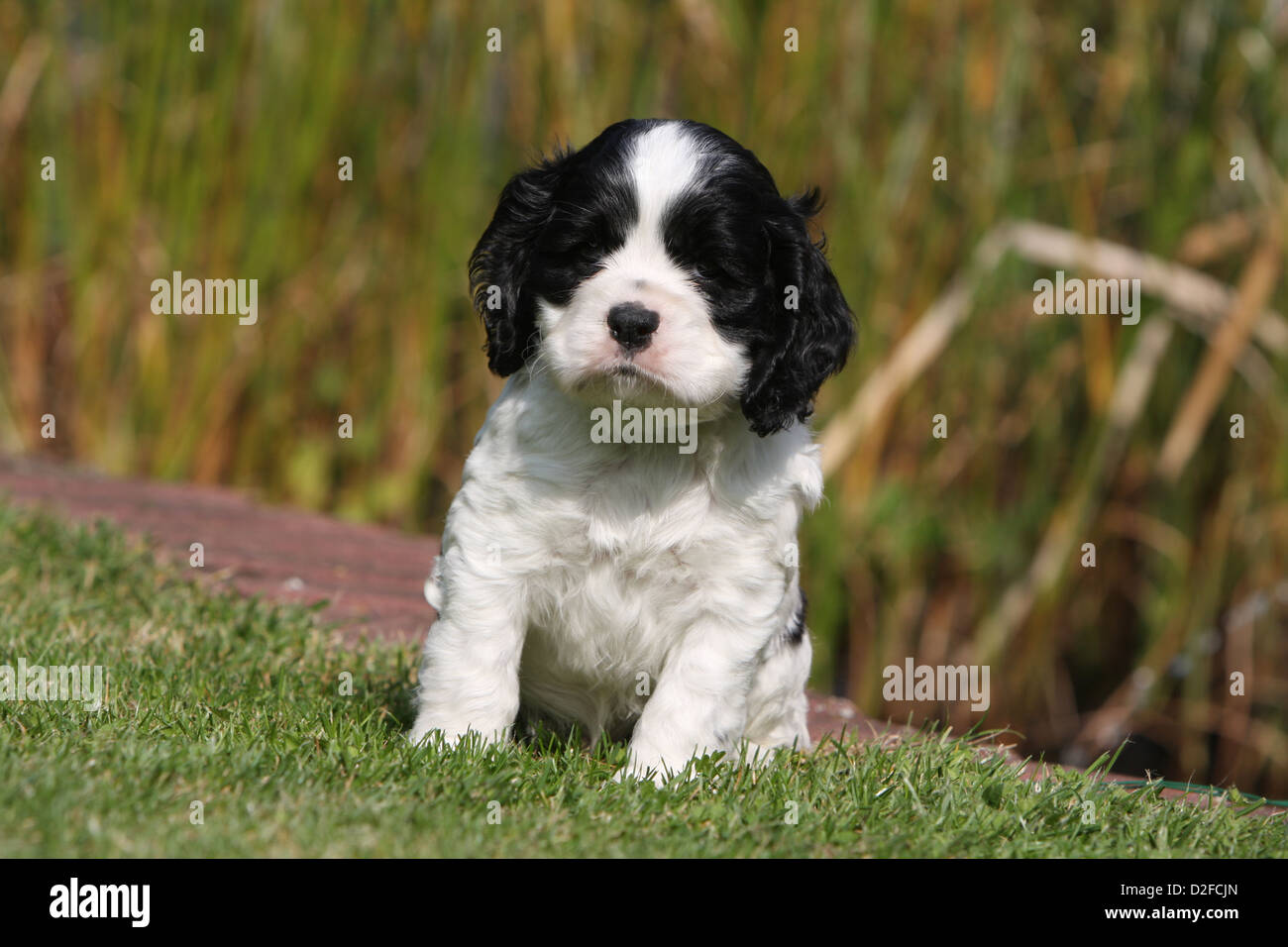 Chien Chiot Cocker Americain Noir Et Blanc Assis Dans Un Jardin Photo Stock Alamy