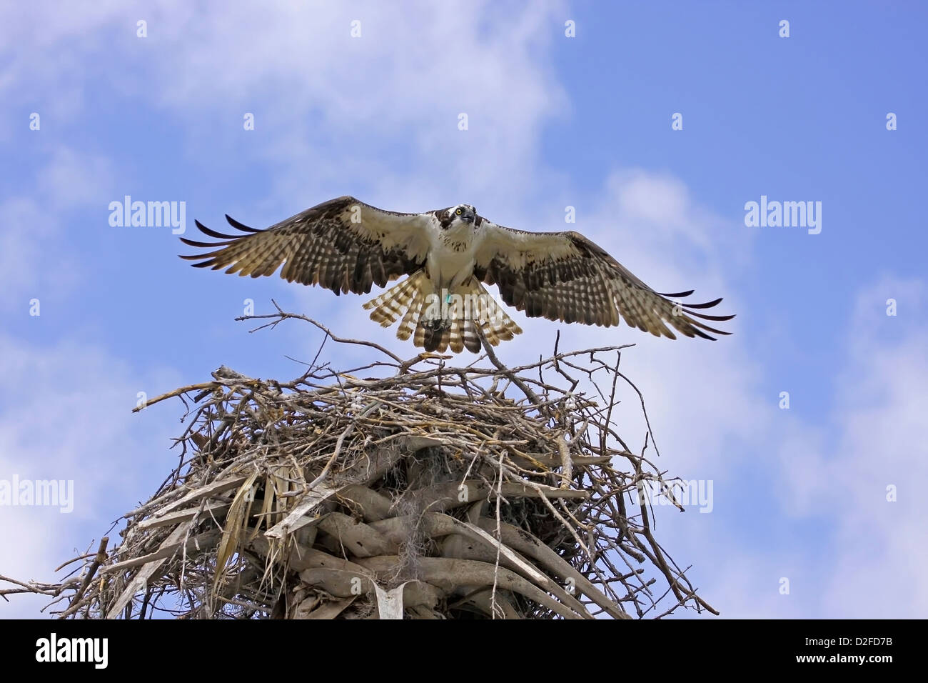 Balbuzard pêcheur (Pandion haliaetus) battant au nid Banque D'Images