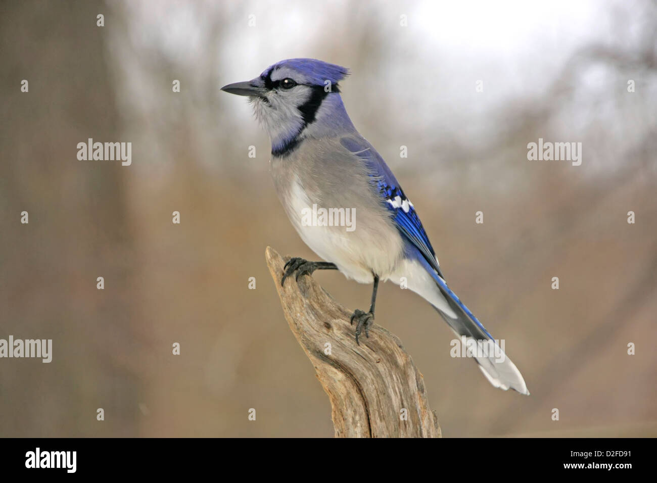 Le Geai bleu (Cyanocitta cristata) Banque D'Images