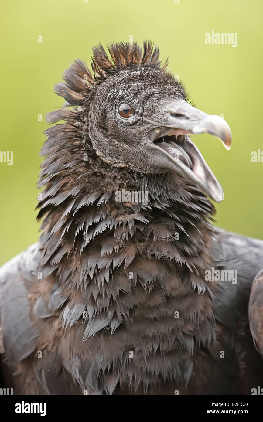 Portrait de l'Urubu à tête rouge (Cathartes aura) Banque D'Images
