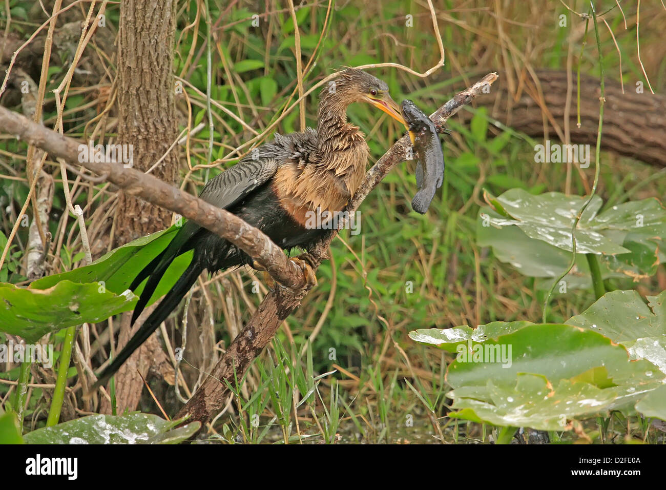 Anhinga (Anhinga anhinga) avec des poissons dans son bec Banque D'Images