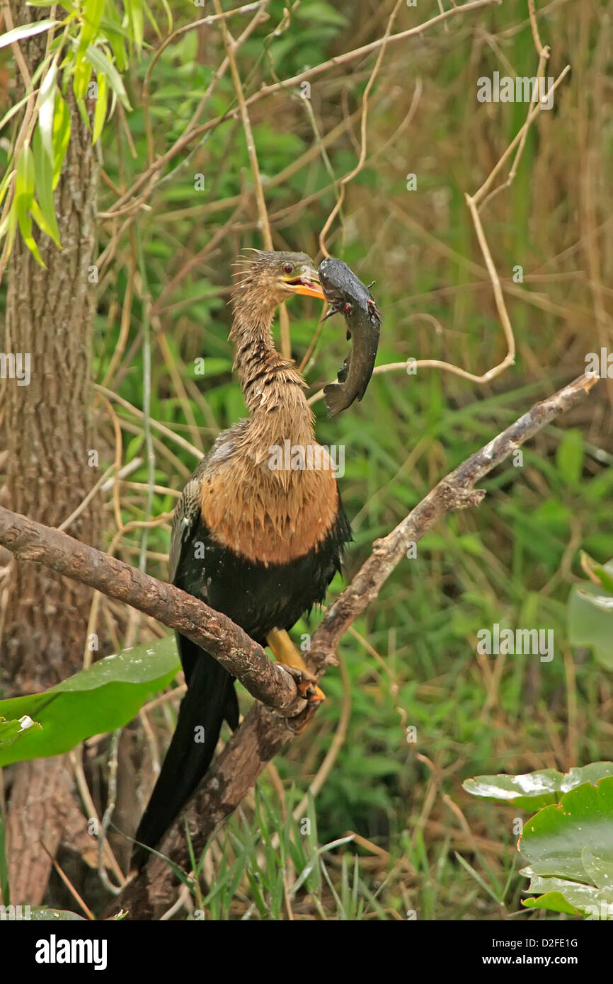 Anhinga (Anhinga anhinga) avec des poissons dans son bec Banque D'Images