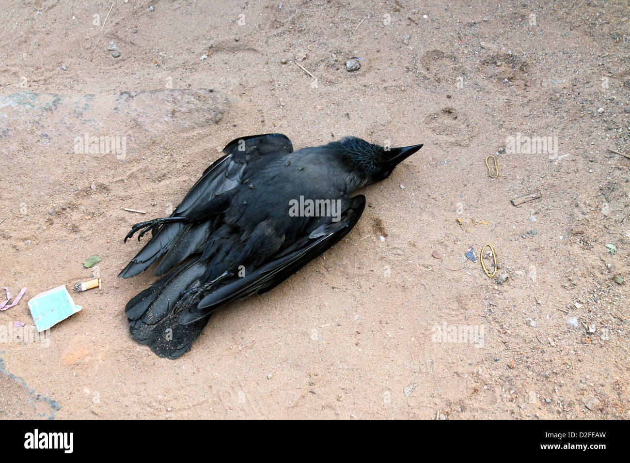 Un corbeau mort Banque D'Images