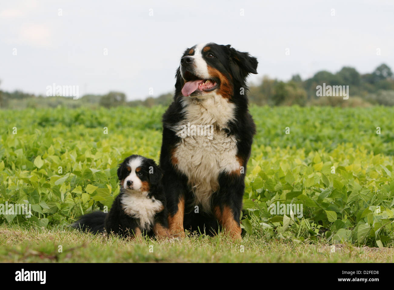 Bernese Mountain Dog chien et chiot adultes assis dans un champ Banque D'Images