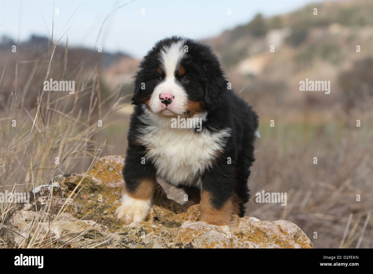 Chien chiot debout sur un rocher Banque D'Images