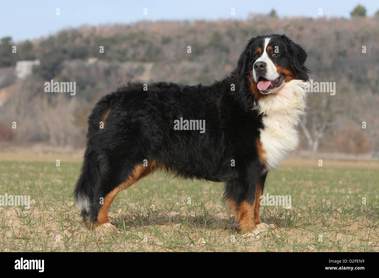 Bernese Mountain dog Chien profil standard adultes Banque D'Images