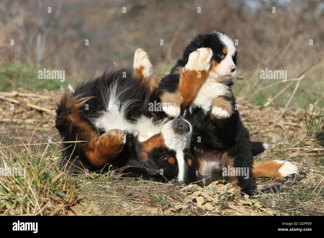 Bernese Mountain dog Chien puppy playing et adultes Banque D'Images
