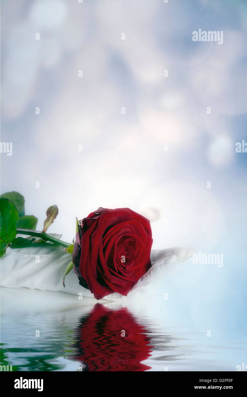 Une main en gants blancs est tenant une rose rouge Banque D'Images