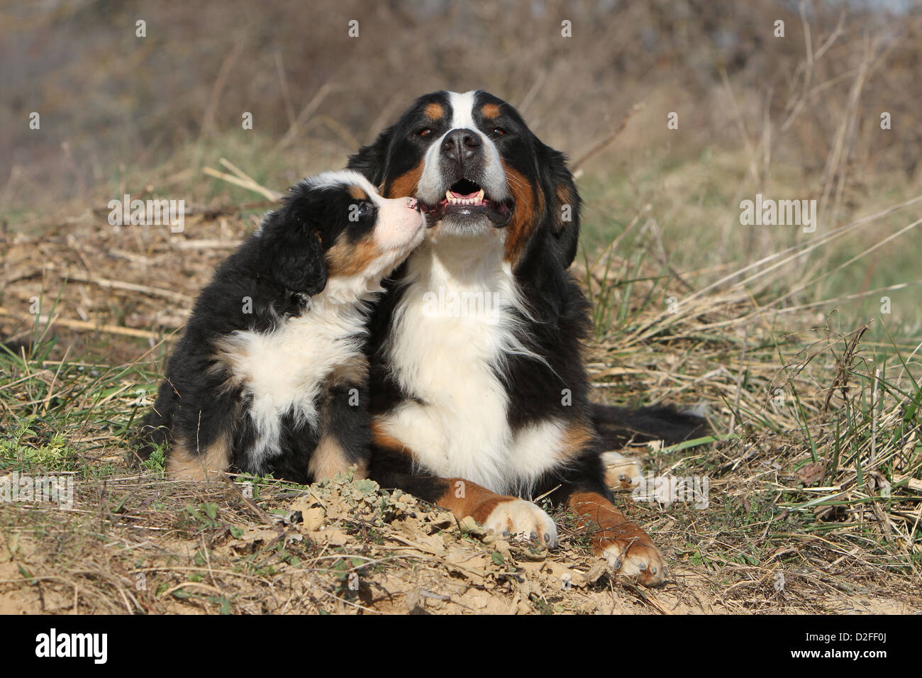 Bernese Mountain Dog chien et chiot adultes cuddly Banque D'Images