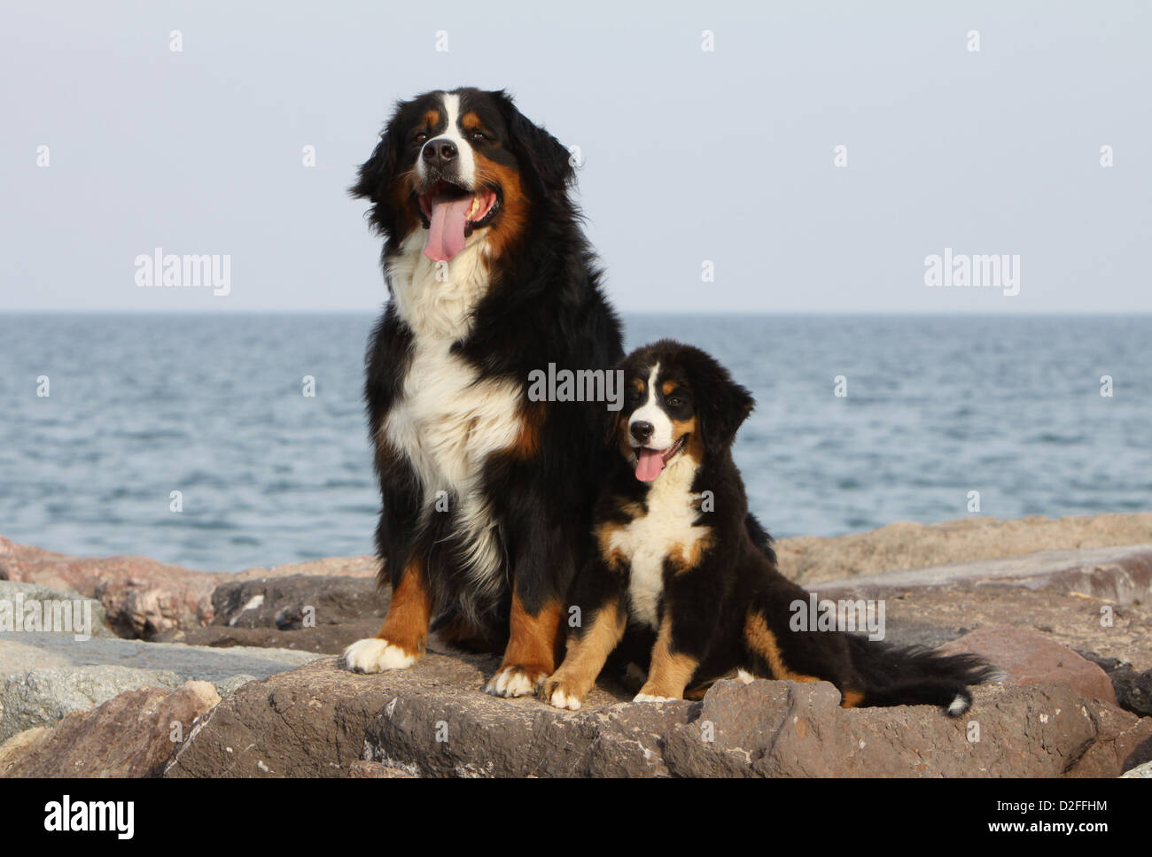 Bernese Mountain Dog chien et chiot adultes assis sur les rochers Banque D'Images