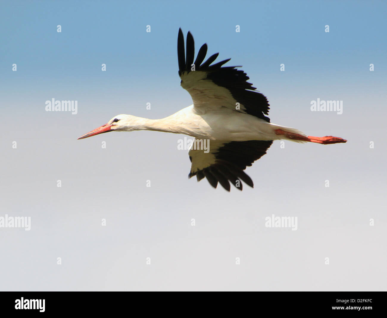 Grande Cigogne Blanche (Ciconia ciconia) en vol dans un niveau de détail impressionnant Banque D'Images