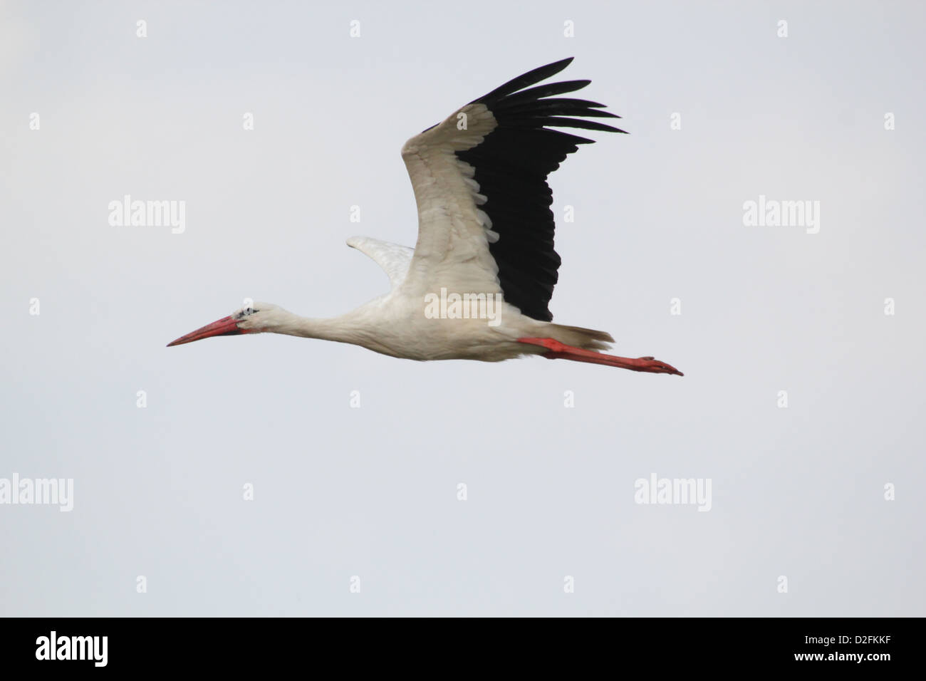 Grande Cigogne Blanche (Ciconia ciconia) en vol dans un niveau de détail impressionnant Banque D'Images