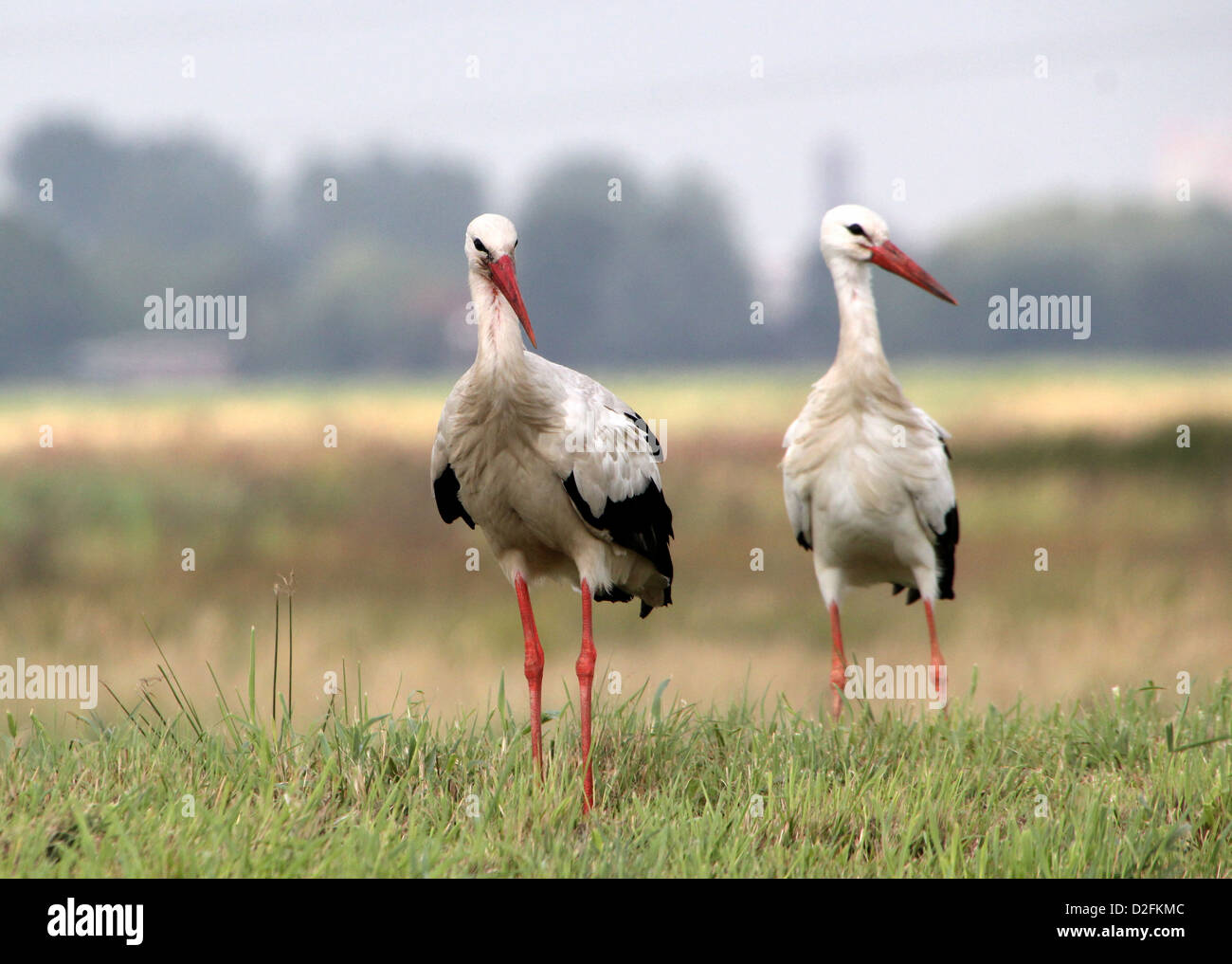 Deux Cigognes blanches (Ciconia ciconia) dans un pré Banque D'Images